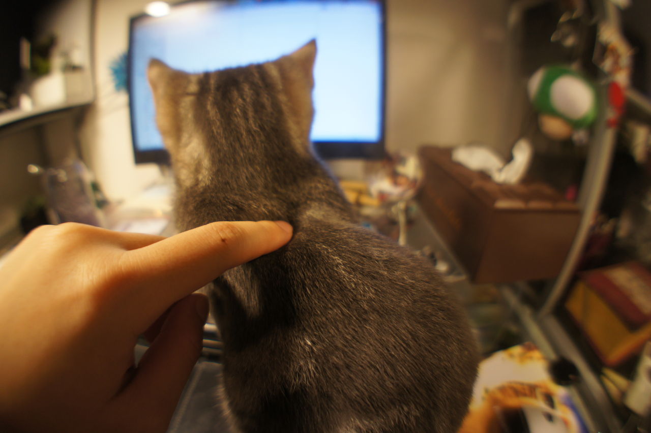 猫の背中のくぼみが可愛いからコレ置いてみた ツンギレ猫の日常 Number40 旧 猫の背中のくぼみが可愛いからコレ置いてみた ツンギレ猫の日常 Number40 旧