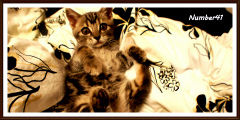 DSC09600-crop