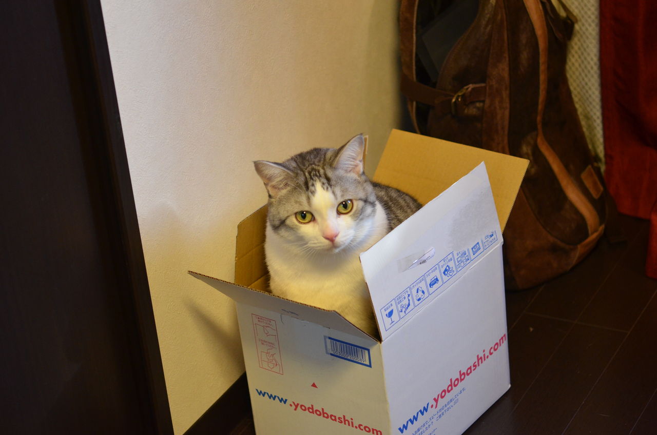 デブ猫が捨て猫ごっこをするとあんまり上手に箱に入れない ツンギレ猫の日常 Number40 旧