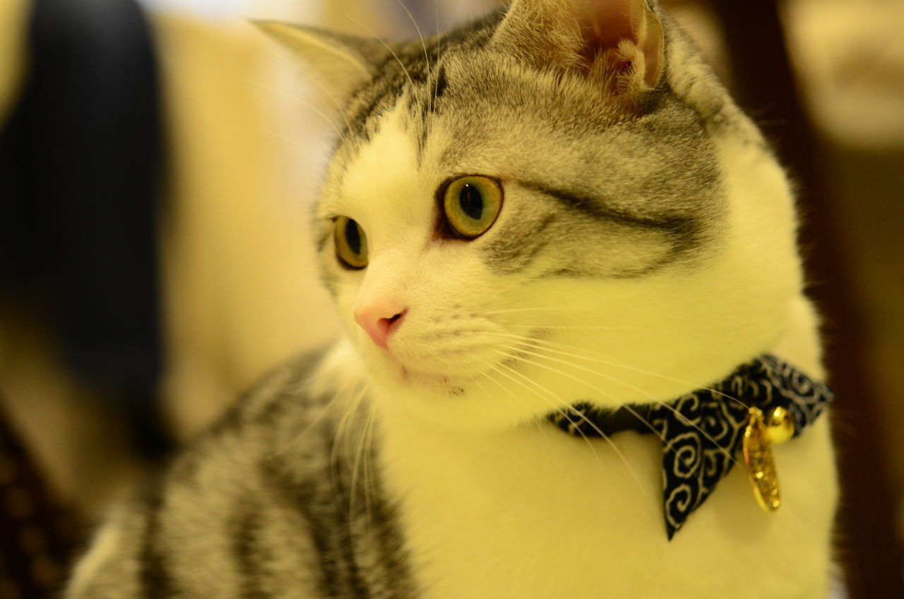 デブ猫だから首輪が見えない ツンギレ猫の日常 Number40 旧