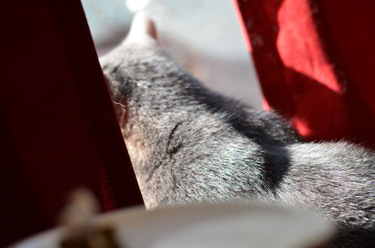 猫の耳に血管が透けて見えてて超かわいい ツンギレ猫の日常 Number40 旧