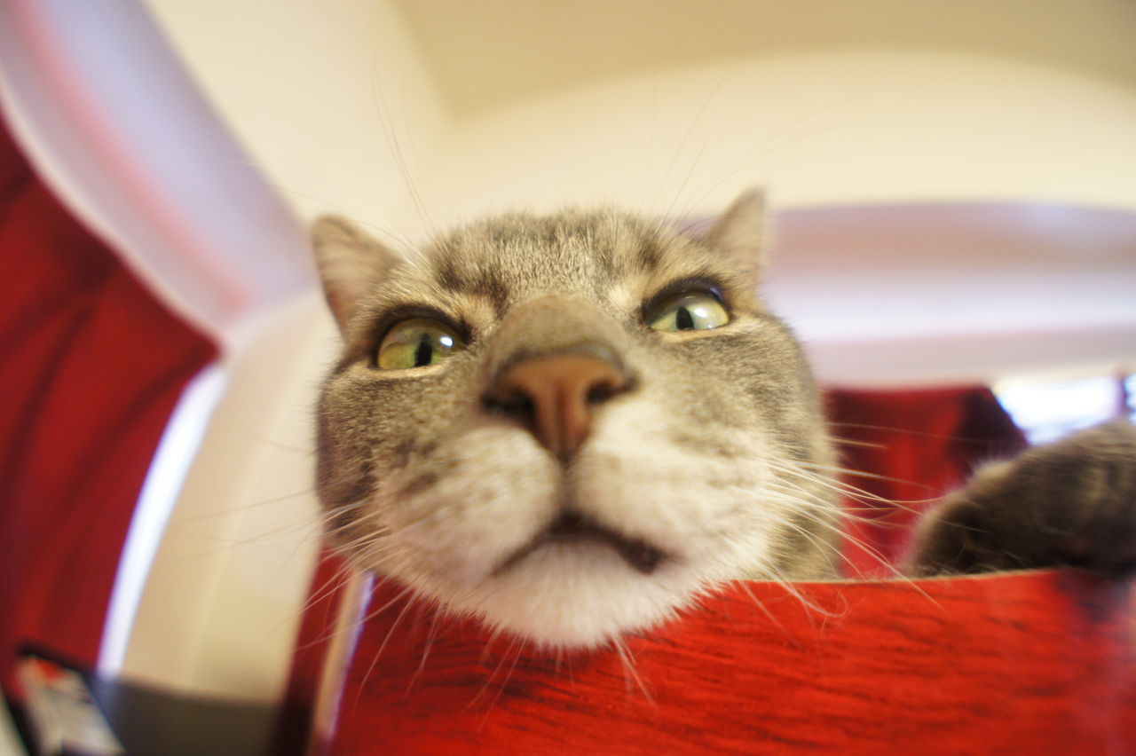 魚眼レンズで猫を撮影すると驚くほど顔が丸くなる ツンギレ猫の日常 Number40 旧