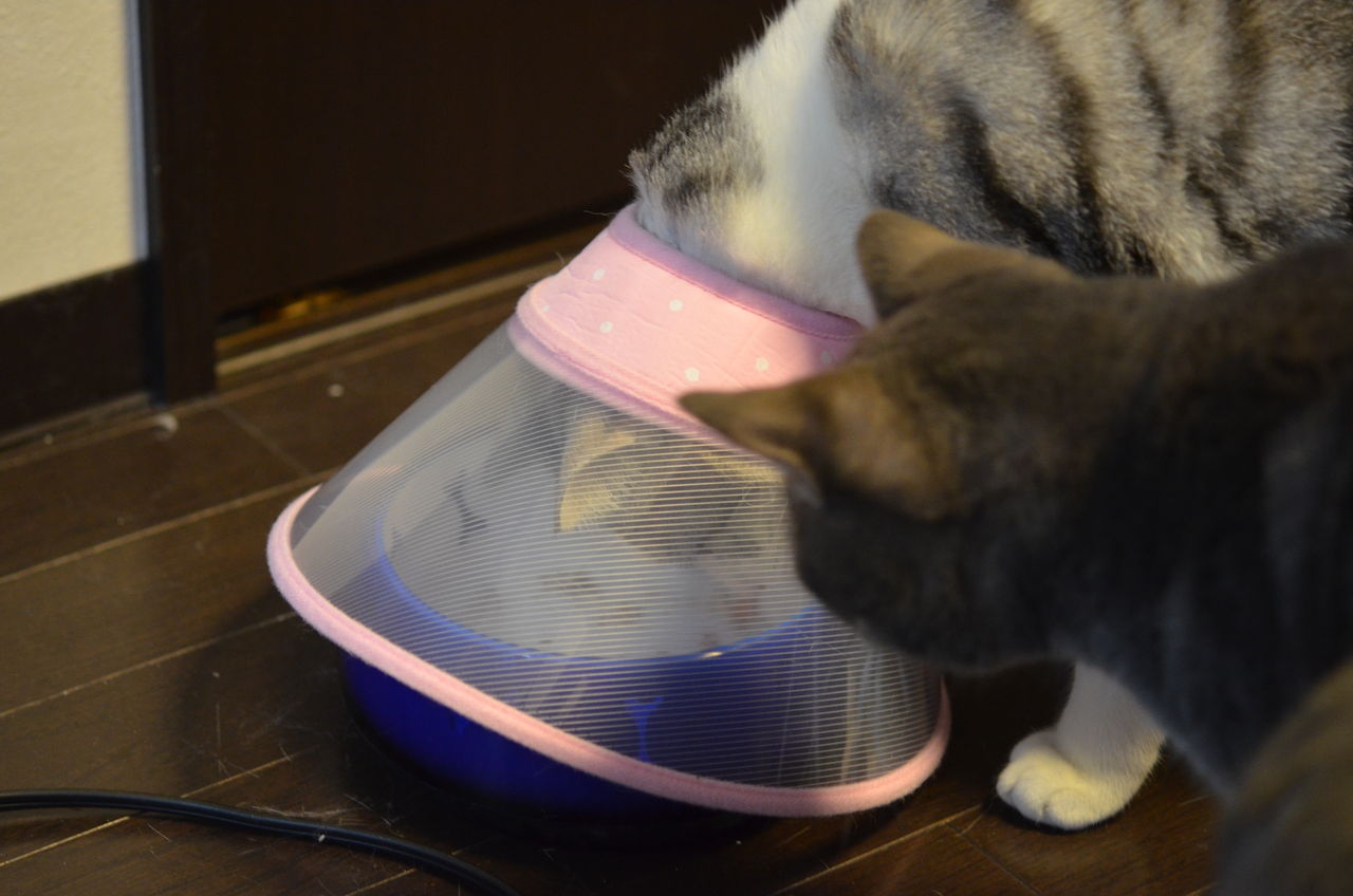 ご飯を盗み食いできないとわかった瞬間のうちの猫の顔 : ツンギレ猫の