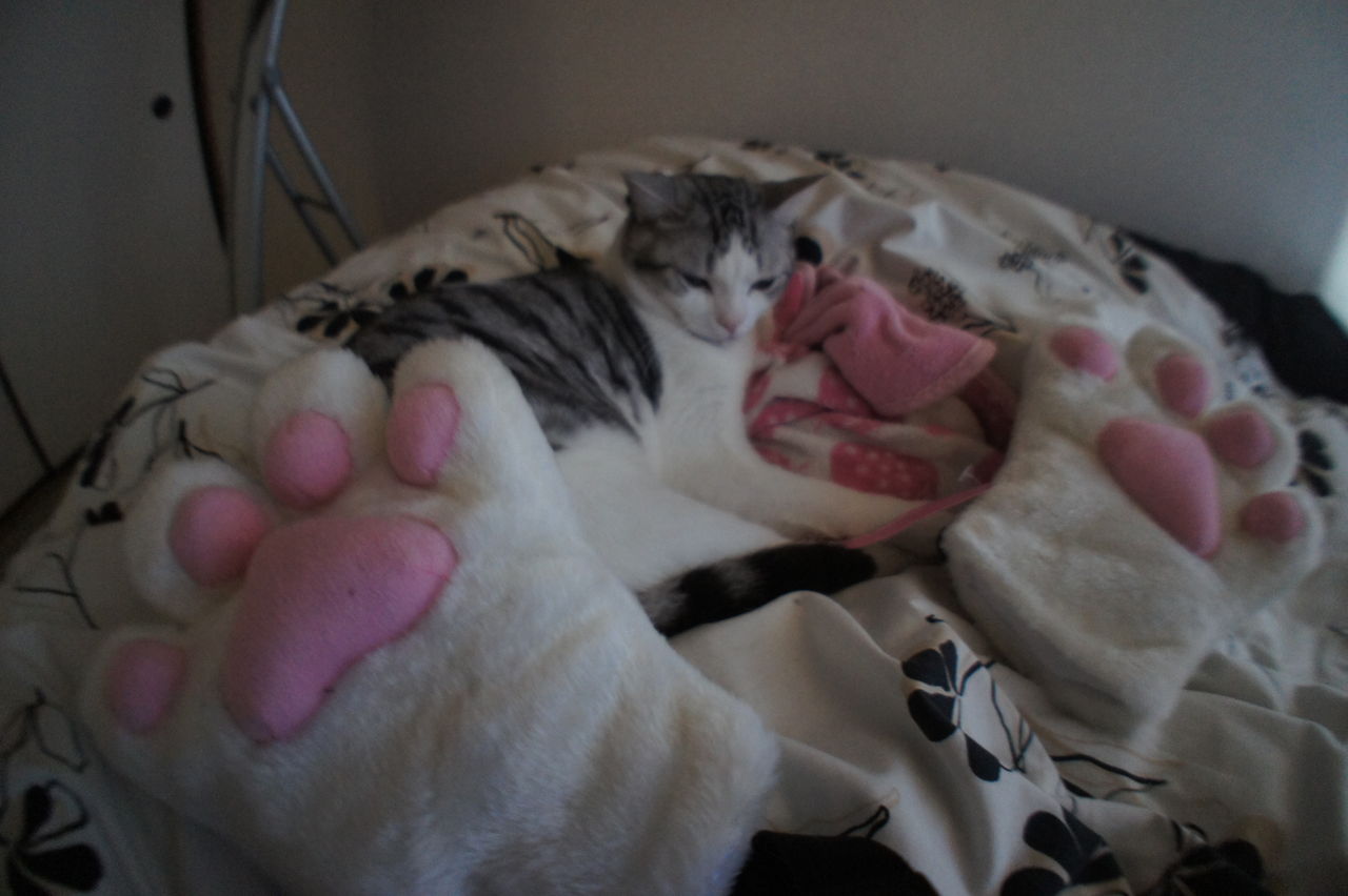 猫の毛布もみもみがかわいすぎる ツンギレ猫の日常 Number40 旧