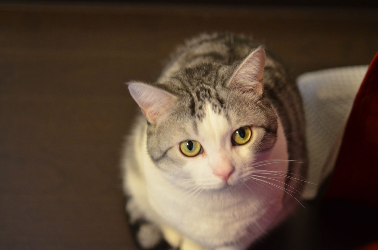 うちの猫の上目づかいは国宝もの ツンギレ猫の日常 Number40 旧 うちの猫の上目づかいは国宝もの ツンギレ猫の日常 Number40 旧