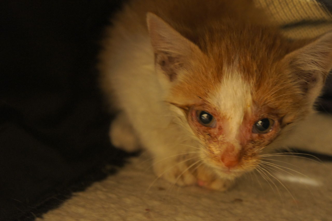 保護した時瀕死だった子猫の今 ツンギレ猫の日常 Number40 旧 保護した時瀕死だった子猫の今 ツンギレ猫の日常 Number40 旧