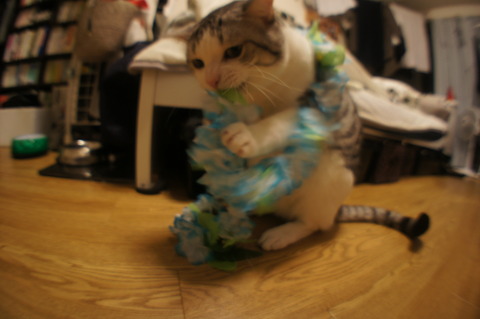 DSC02655