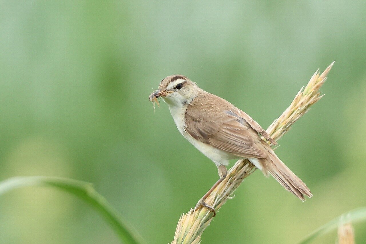 ヨシキリ科 レッツのblog