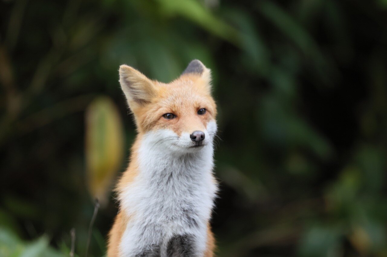 キタキツネ レッツのblog