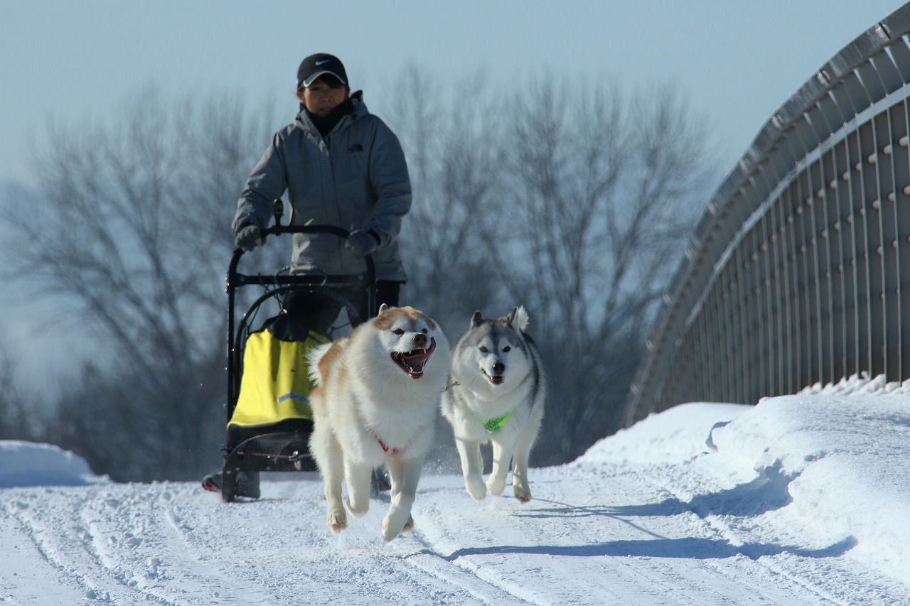 犬橇