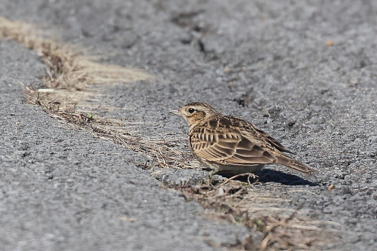 ヒバリ科 レッツのblog