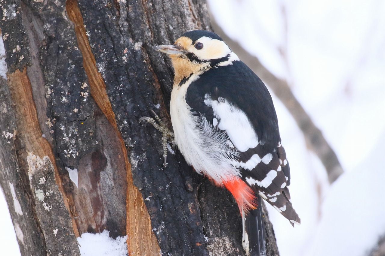 北海道のキツツキ レッツのblog