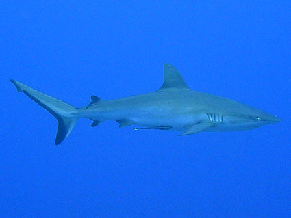 グレーリーフシャーク 水中世界の旅 オーストラリア