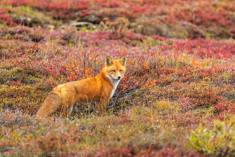 Ở tại một nhà nghỉ bằng thuyền / máy bay Alaska