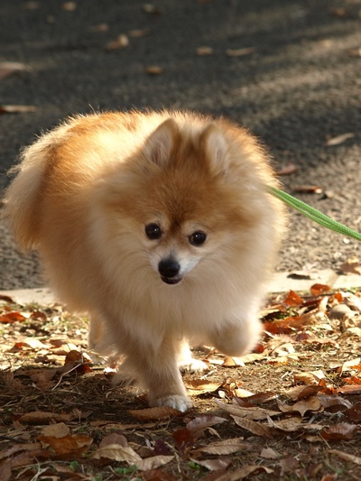 ��ӡ�����