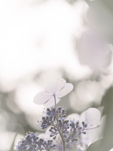 P6040616_rc