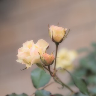 微妙な縁取り。