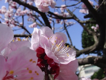 ����ǥ����ߣ���