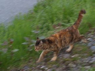 だーっしゅ。