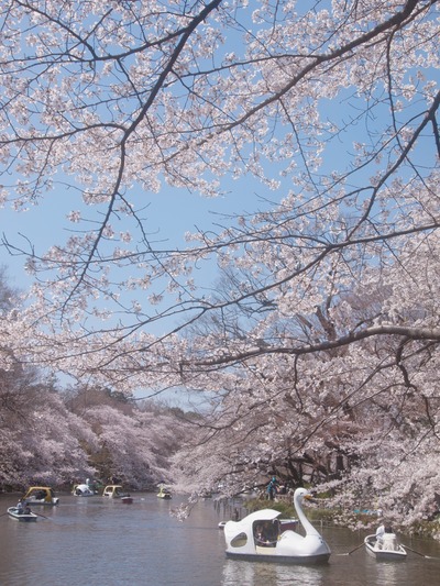井の頭公園。