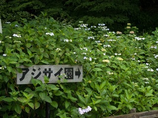 アジサイ園はこちら。