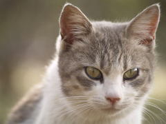 �ͤ�����