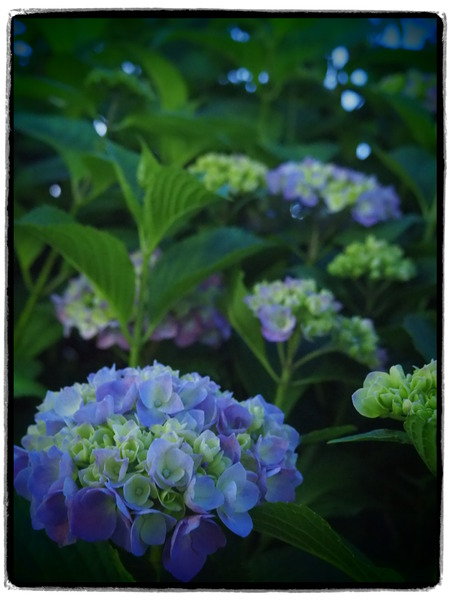 P6020582