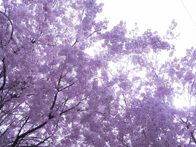 EM137238_rc_R