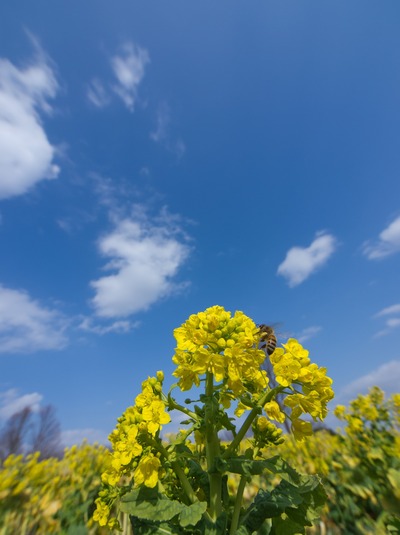 菜の花の空。