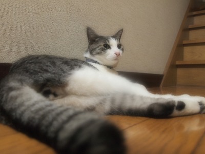 �Ƥ롣