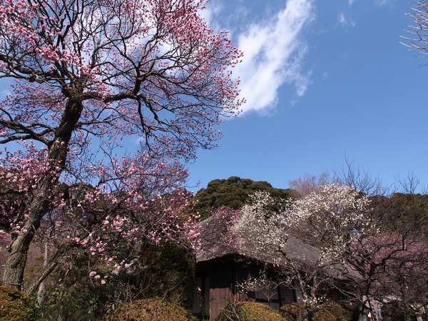 ���򤽤����ġ�