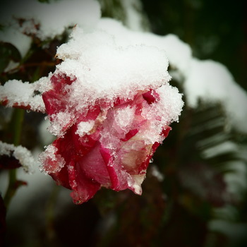 �Х����̲��