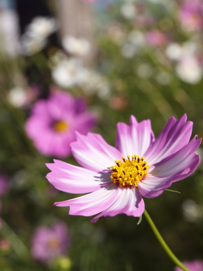 ZD ED12-60mm F2.8-4.0 SWD