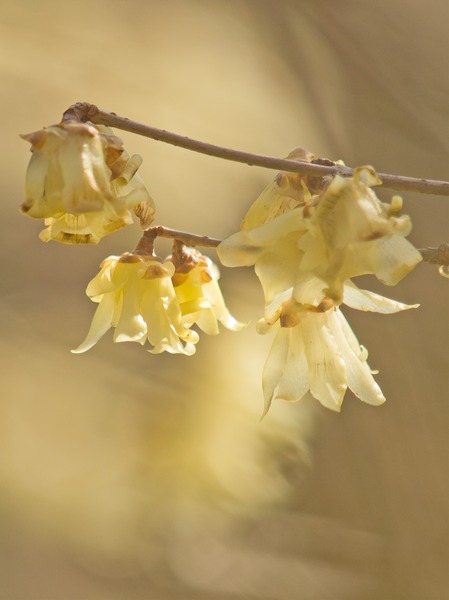 ���ῧ�β֡�