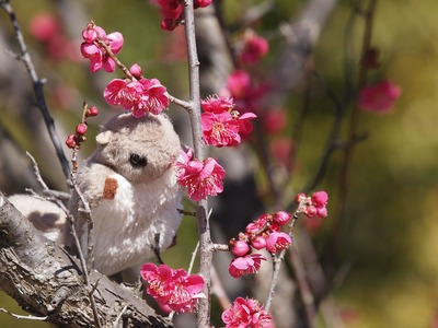 �ॵ���ӡ����󥬤Ǥ���