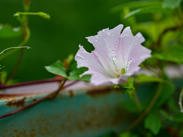 P1220925-����-NR