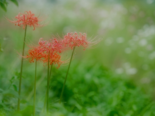 幸せのヒガンバナ。