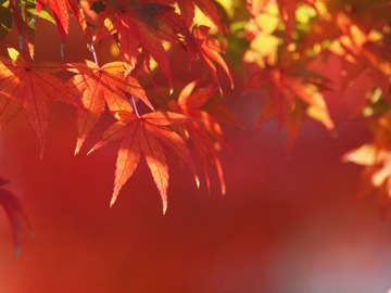 紅葉1。