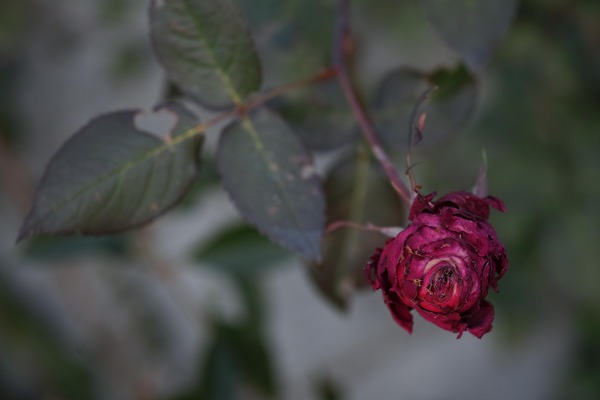 SDQ_6688_R