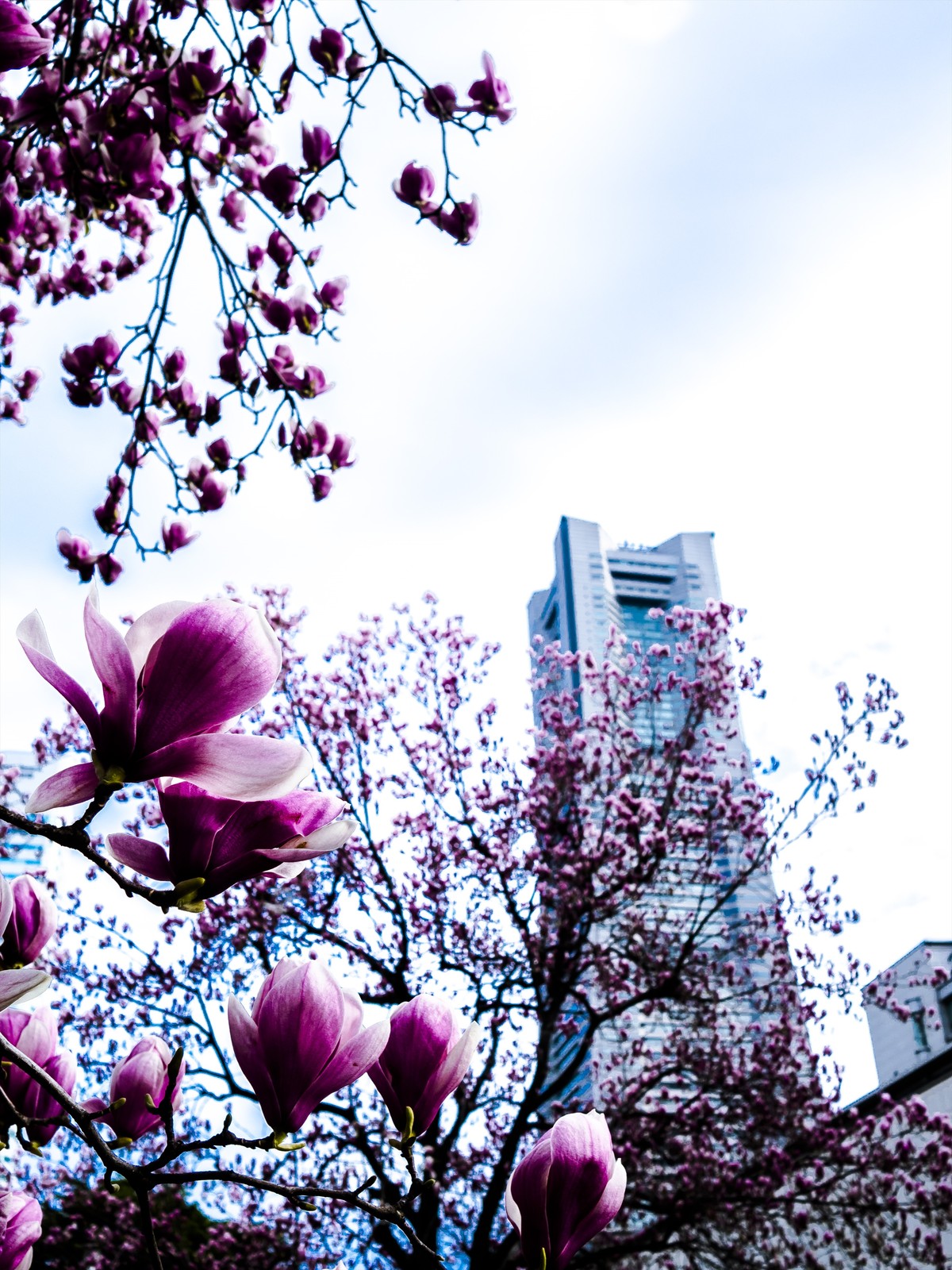 真価はlive 柴田淳 どこ日記