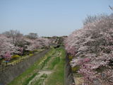 sakura2006