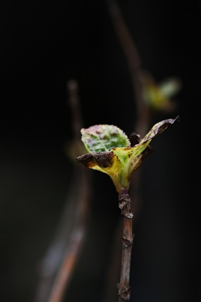 SDQ_0674_SPP_R
