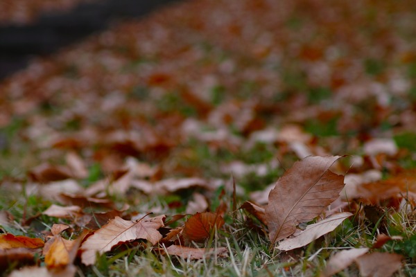 SDQ_0046_SPP_R