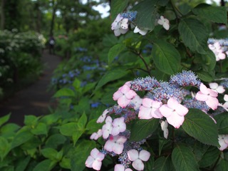 ���������η¡�