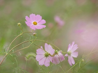 こしもし。