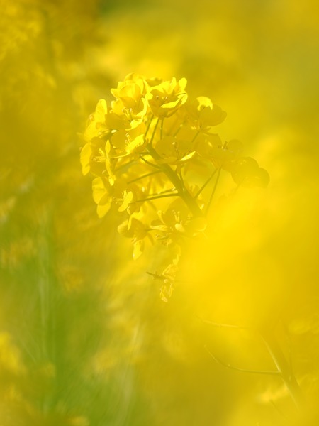 2R025766_R