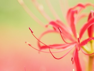 ���꡼�ߤ���