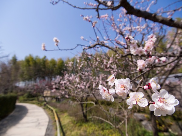 �ߤ�ƻ���֤����Ƥ롣