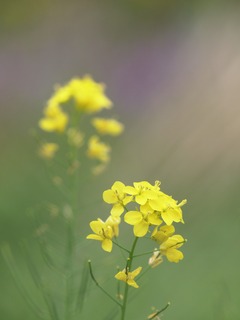 �ڤβ֡�