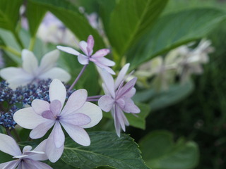ajisai